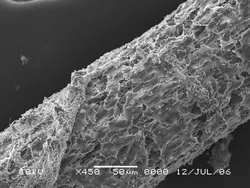 Urchin Spine 450x