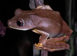Boana appendiculata