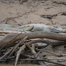 Caiman yacare