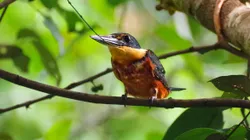 Chloroceryle inda