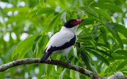 Tityra cayana