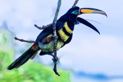 Pteroglossus pluricinctus