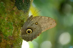 Caligo eurilochus