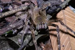 Phoneutria fera