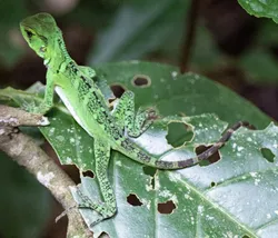 Enyalioides laticeps